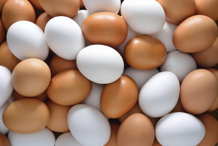 Produção de ovos de galinha cresce 6% no primeiro trimestre