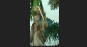 Raio atinge palmeira que pega fogo em Guanambi