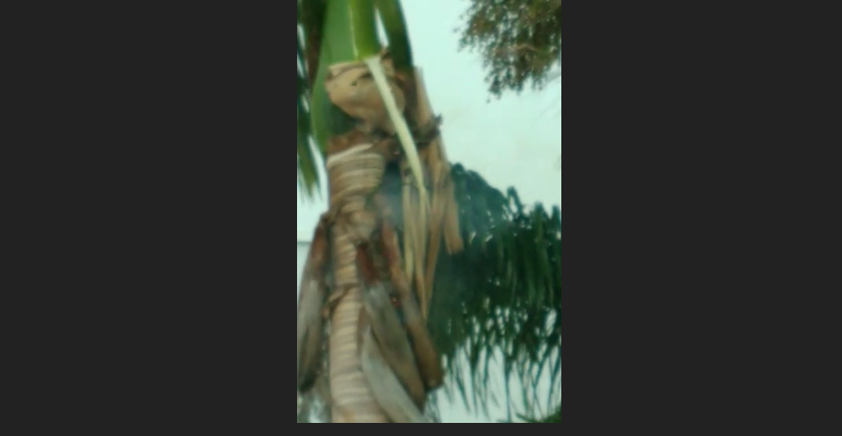 Raio atinge palmeira que pega fogo em Guanambi
