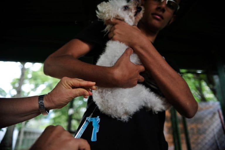 Veterinários formados a distância não terão registro profissional