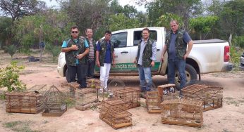 Fiscalização apreende mais de 30 pássaros em criatório clandestino em Guanambi