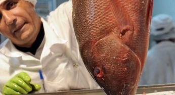 Brasil deve ser protagonista na produção de pescados, diz secretário