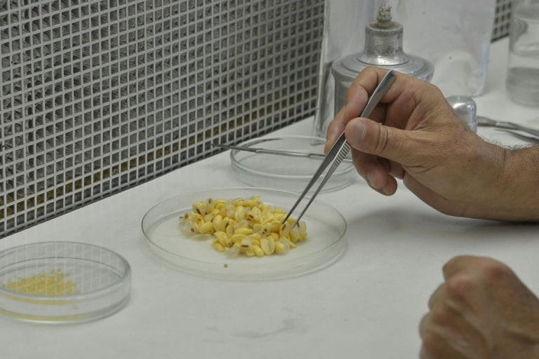 Embrapa e combustível do futuro