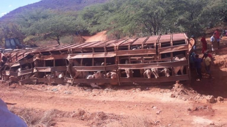 Carreta carregada com bovinos tomba na BR-122 em Urandi