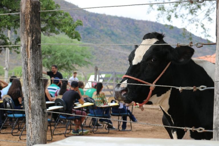 Bovinocultura de Leite