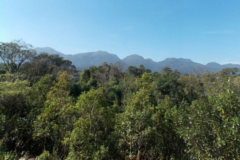 Composto de planta da Mata Atlântica combate leishmaniose e Chagas