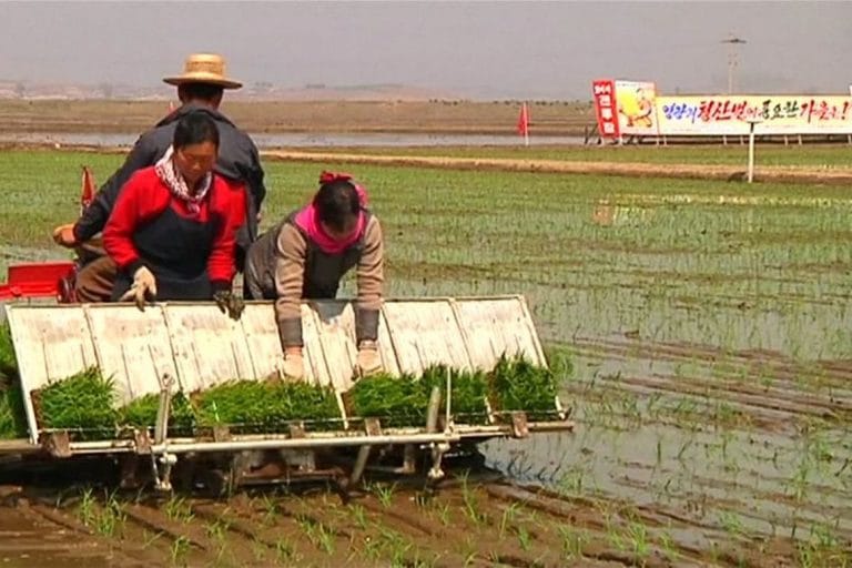 Coreia do Norte: seca poderá agravar escassez de alimentos