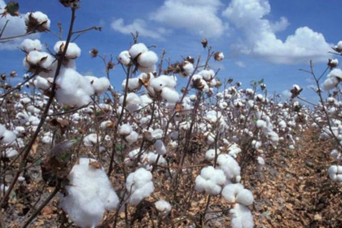 Foto mostra plantas de algodão em uma plantação