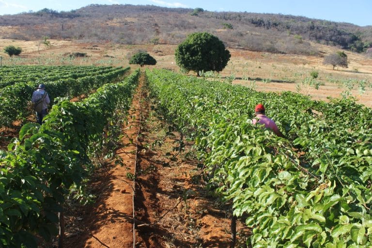 Prefeitura de Iuiú implanta unidade de apoio ao comércio da Agricultura Familiar