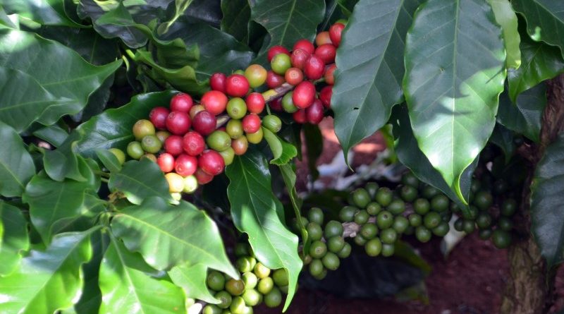 Bahia vai exportar café da agricultura familiar para a China