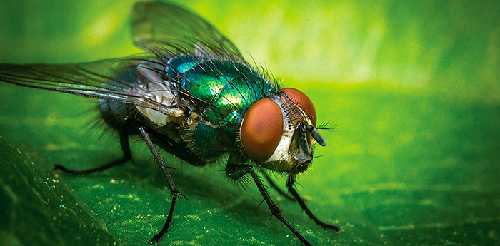 População reclama de infestação de moscas em Guanambi
