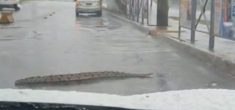 jiboia salvador