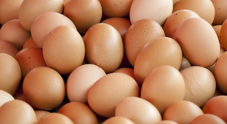 Produção de ovos de galinha caipira traz novas perspectivas em comunidades rurais baianas