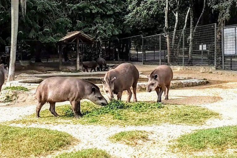 Casal de antas nascido em zoológico é reintroduzido na natureza no Rio