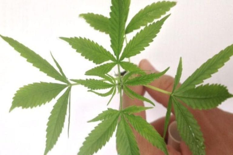 Alerj aprova pesquisa e cultivo da maconha medicinal no Rio