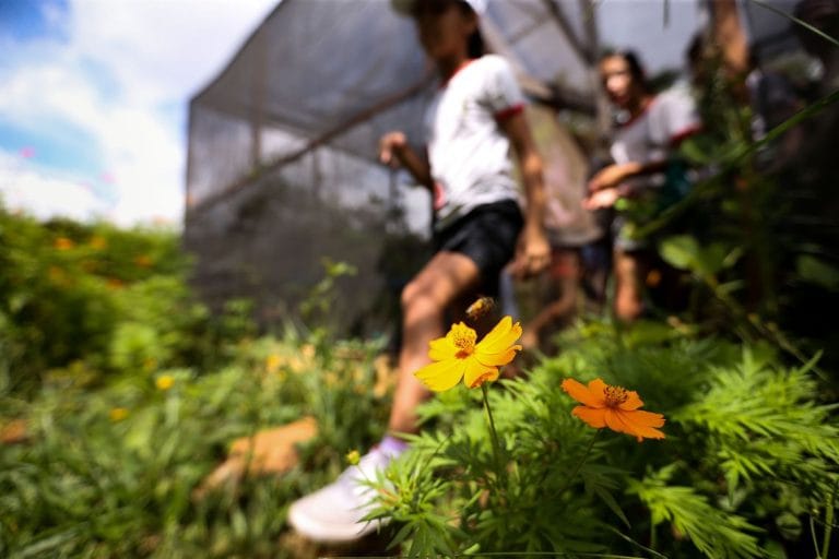 Geração atual tem pouco contato com a natureza, alertam especialistas