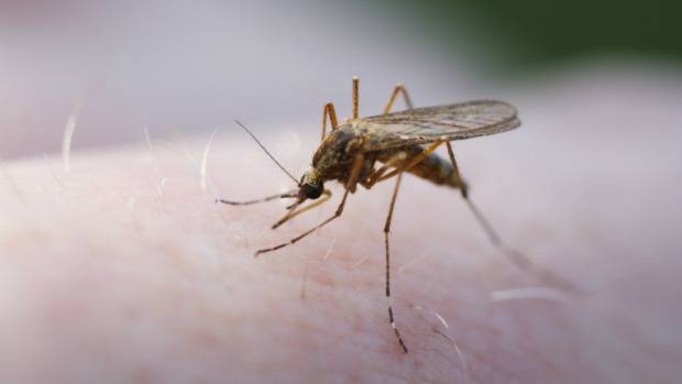 Pesquisa indica possibilidade de barrar transmissão da malária no país