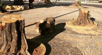 Prefeitura derruba árvores para construir rotatória em Guanambi