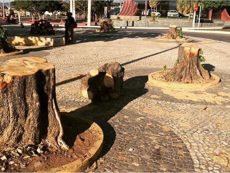 Prefeitura derruba árvores para construir rotatória em Guanambi