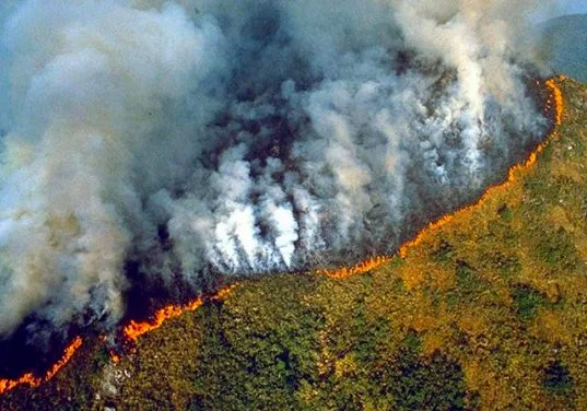 Protesto contra desmatamento na Amazônia reúne ativistas e artistas
