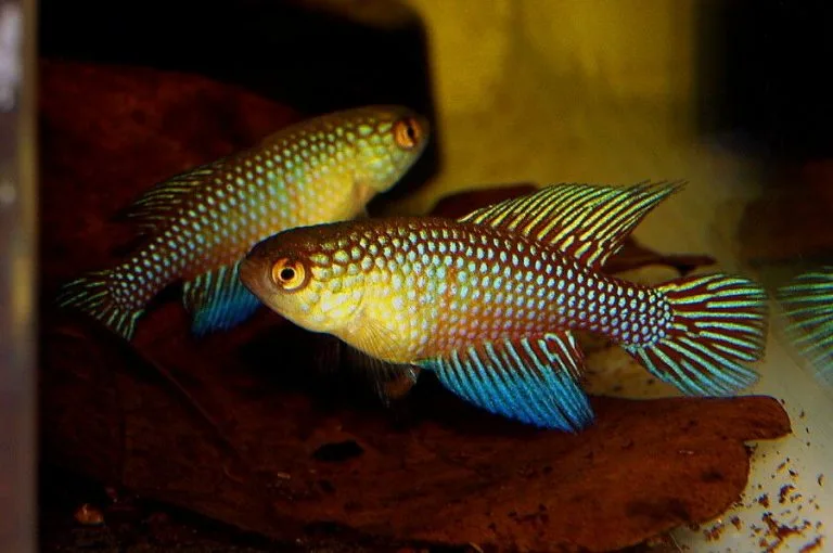 Conheça o peixe batizado em homenagem a Guanambi