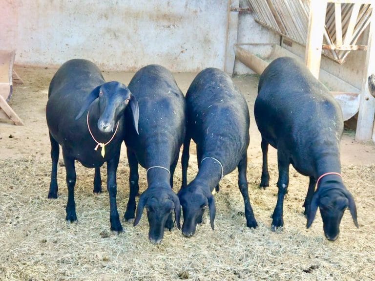 IF Baiano promove IV Encontro sobre Caprinos e Ovinos em Guanambi