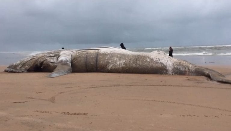 Baleia adulta e filhote são encontradas mortas em praia do litoral baiano