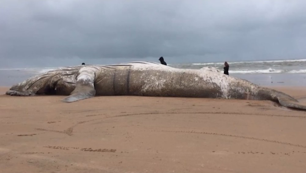 Baleia adulta e filhote são encontradas mortas em praia do litoral baiano