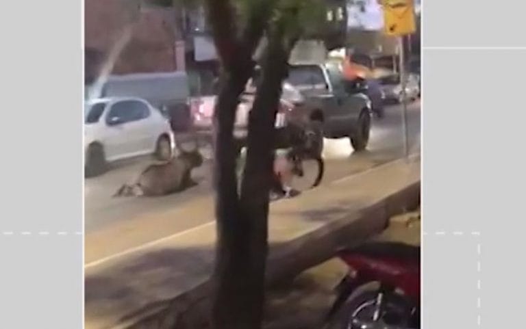 Jumento é amarrado em caminhonete e arrastado por rua de Barreiras