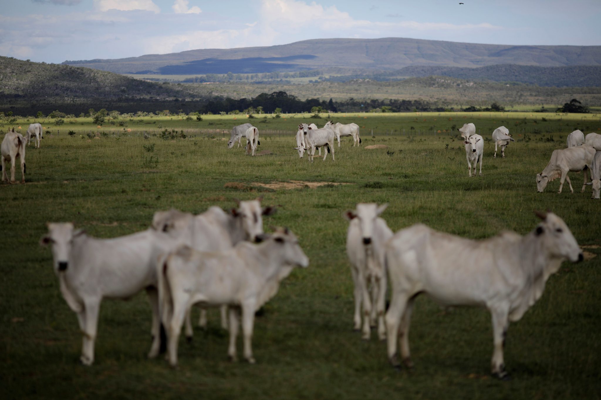Rebanho bovino recua, mas Brasil segue com mais boi que gente, diz IBGE