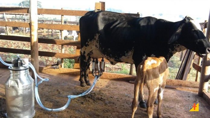 Foto mostra uma ordenha mecânica em um vaca leiteira