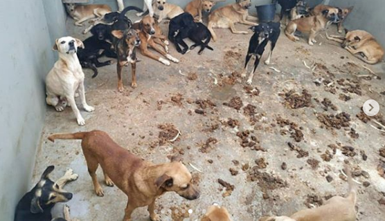 Populares denunciam maus tratos a animais no Canil Municipal de Caetité, prefeitura nega