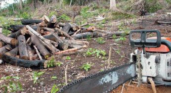 Desmatamento na Amazônia é comandado por redes criminosas, diz ONG