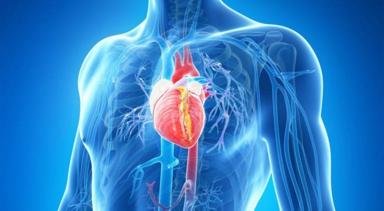Mais de 289 mil pessoas morreram de doenças cardiovasculares em 2019
