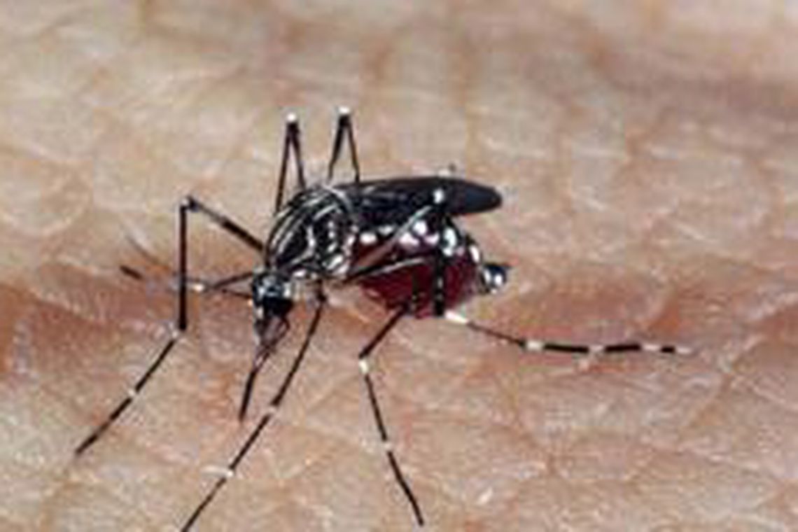 Mais uma morte por dengue foi confirmada na região de Guanambi