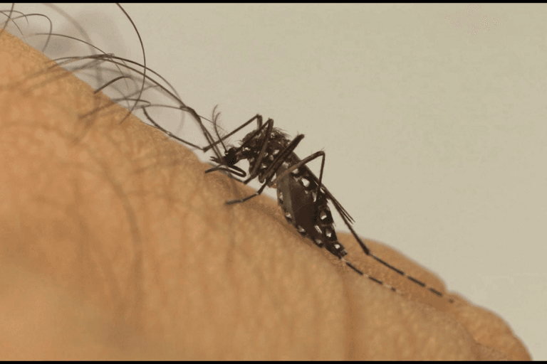 Vitória da Conquista registrou 230 casos de dengue na última semana