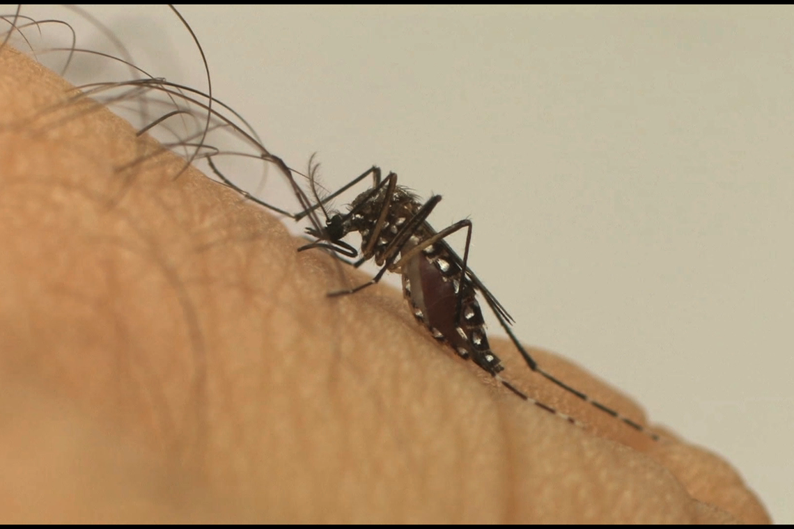 Bahia está em alerta para possível surto de dengue em 2020