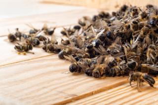 Agrotóxico matou 50 milhões de abelhas em Santa Catarina em um só mês