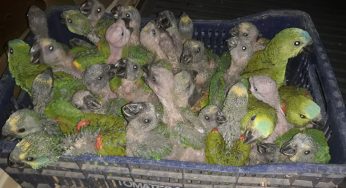 PM apreende 242 papagaios e seis araras em porta-malas de carro no Norte de Minas