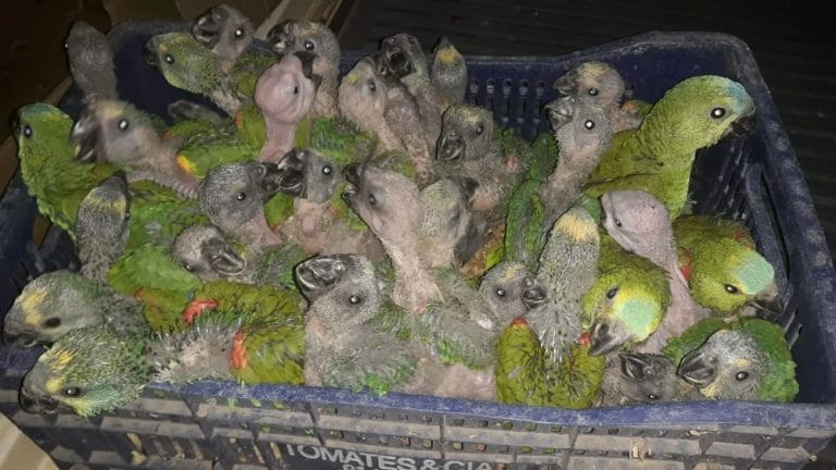 PM apreende 242 papagaios e seis araras em porta-malas de carro no Norte de Minas