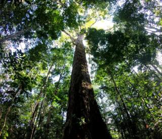 Por que o tamanho da árvore mais alta da Amazônia brasileira intriga cientistas