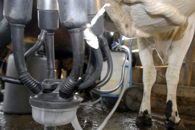 Produção de leite sobe e a de ovos bate recorde, revela pesquisa