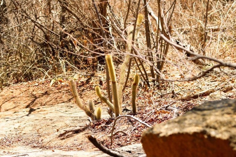 Bom Jesus da Lapa , Serra do Ramalho e outros seis municípios baianos estão com alto risco de desertificação da Caatinga