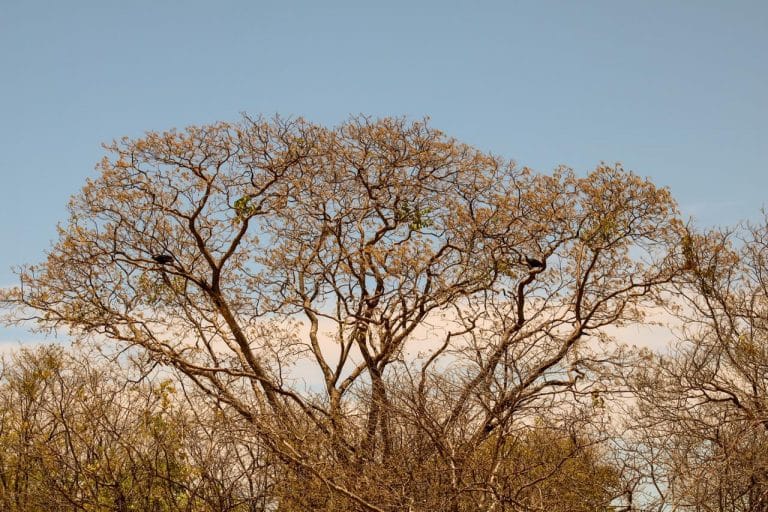 Temperatura registrada neste domingo em Guanambi foi a segunda mais alta em 11 anos