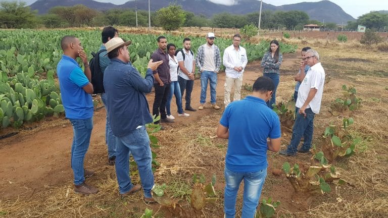 IF Baiano difunde tecnologias de produção de palma forrageira há 10 anos