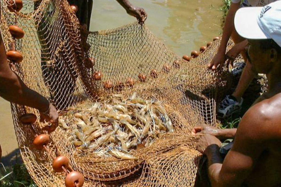 Até o momento, não há risco de consumo de frutos do mar, diz ministro