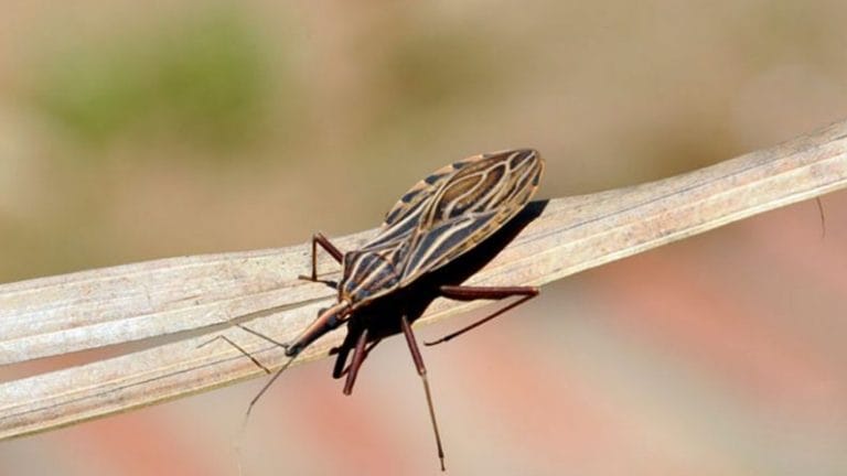 Guanambi está entre os municípios com maior índice de mortes por chagas na Bahia