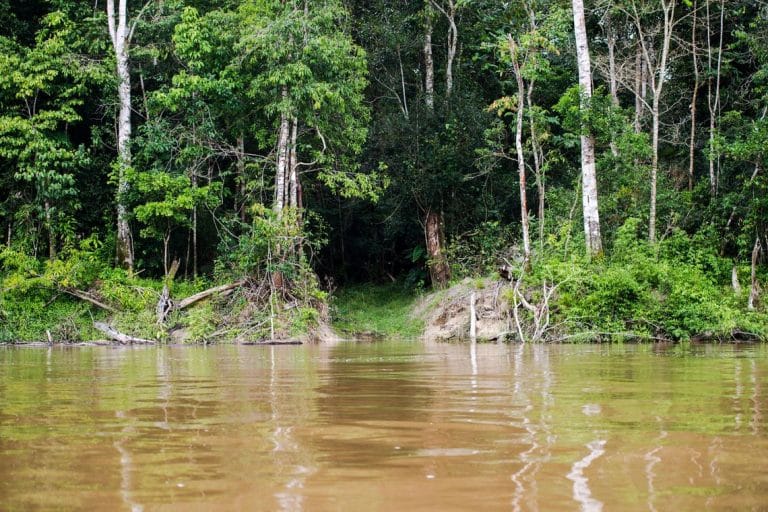 Capes deve liberar R$ 7 milhões para pesquisas na Amazônia Legal