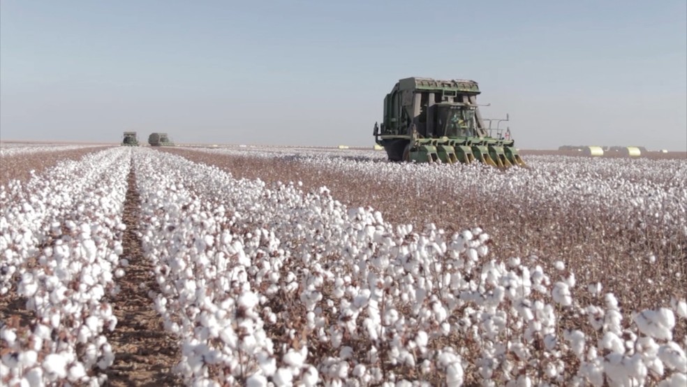Seminário sobre produção de algodão acontecerá em Malhada