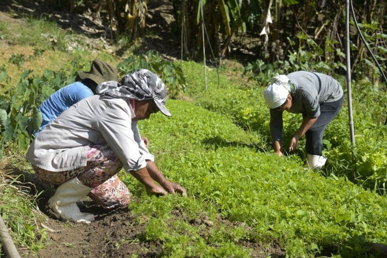 Áreas agrícolas atingidas em Mariana apostam em diversificar produção